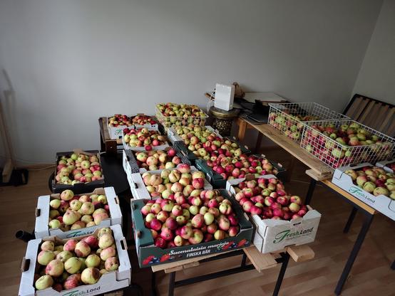 Huoneen lauteilla on 16 isoa omenalaatikkoa ja kaksi pientä jossa on keltaisia, vihreitä ja punaisia sekä sekavärisiä, pieniä ja suuria omenoita.