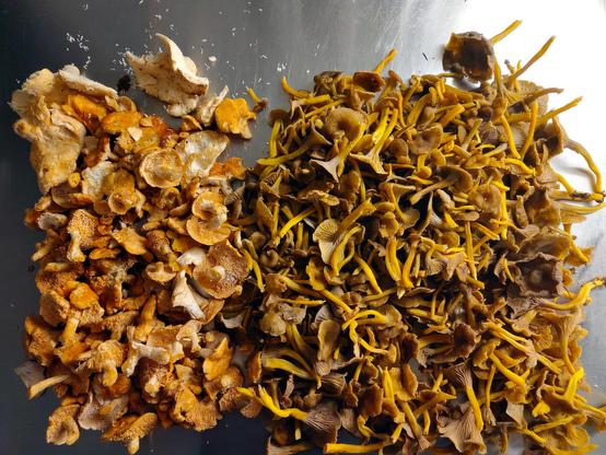 Kasa sieniä tiskipöydällä. Oikealla puolella suppilovahveroja, vasemmalla lampaankääpää ja kantarelleja (keltavahveroja) sekä jotain syötäviä orakkaita.