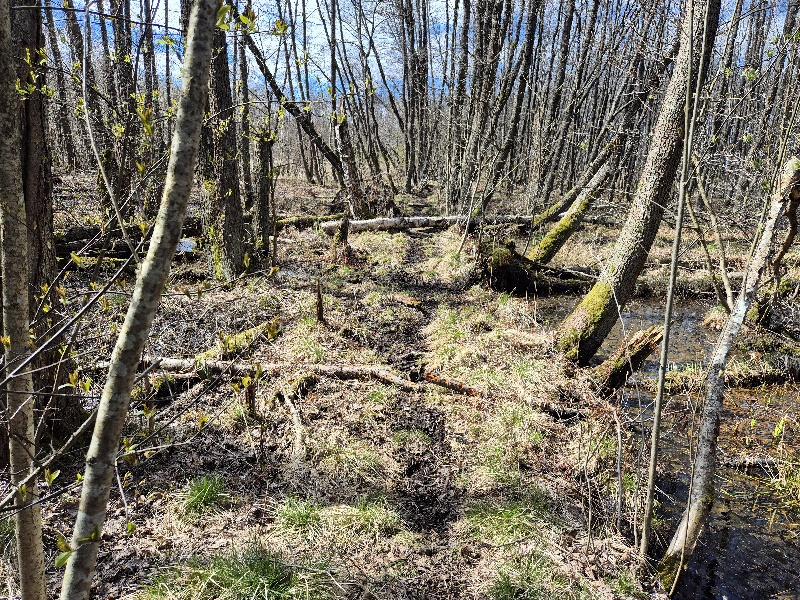 Suomalainen mangrovemetsä, keskellä vähän kuivempi kapea kannas.