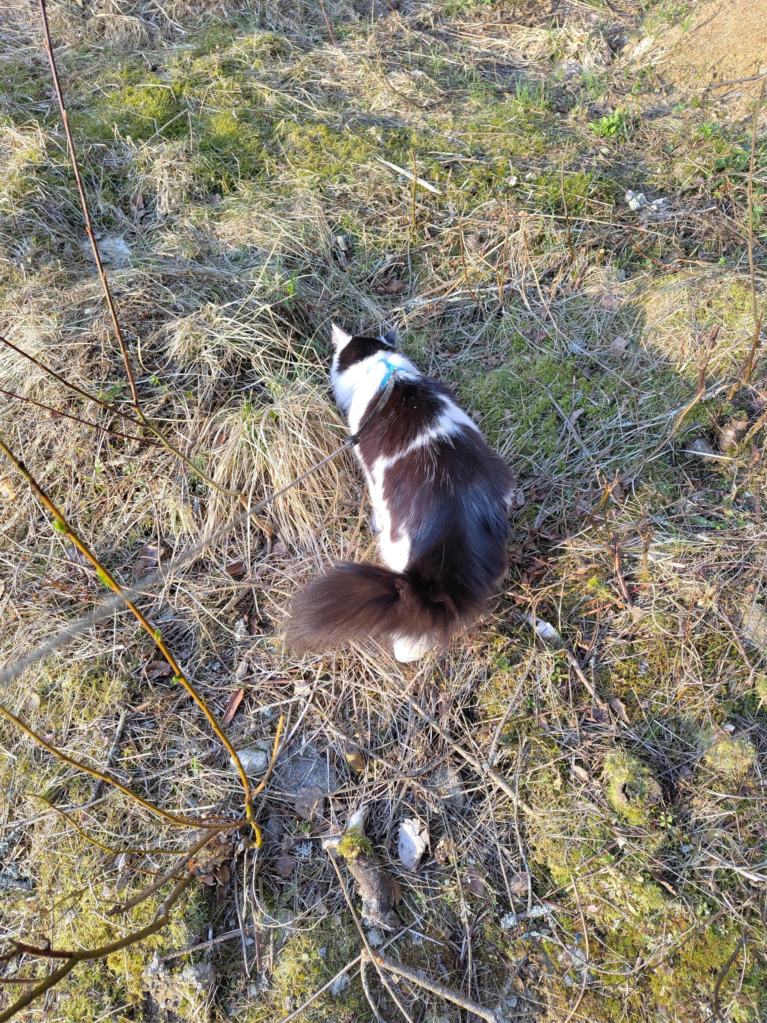 Mustavalkea kissa ulkoilemassa valjaissa metsämaastossa