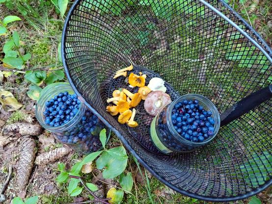 Jälleen kaksi lasipurkillista mustikoita, toinen purkeista korissa ja hieman sieniä korin pohjalla. Metsästä otettu kuva.