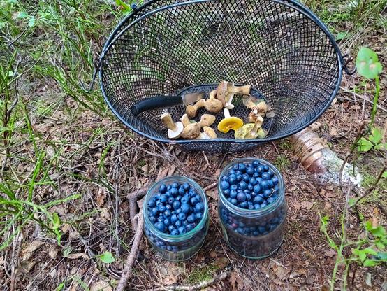 Kasi lasipurkillista mustikkoja alla ja sienikorissa yllä hieman sieniä. Metsästä otettu kuva.