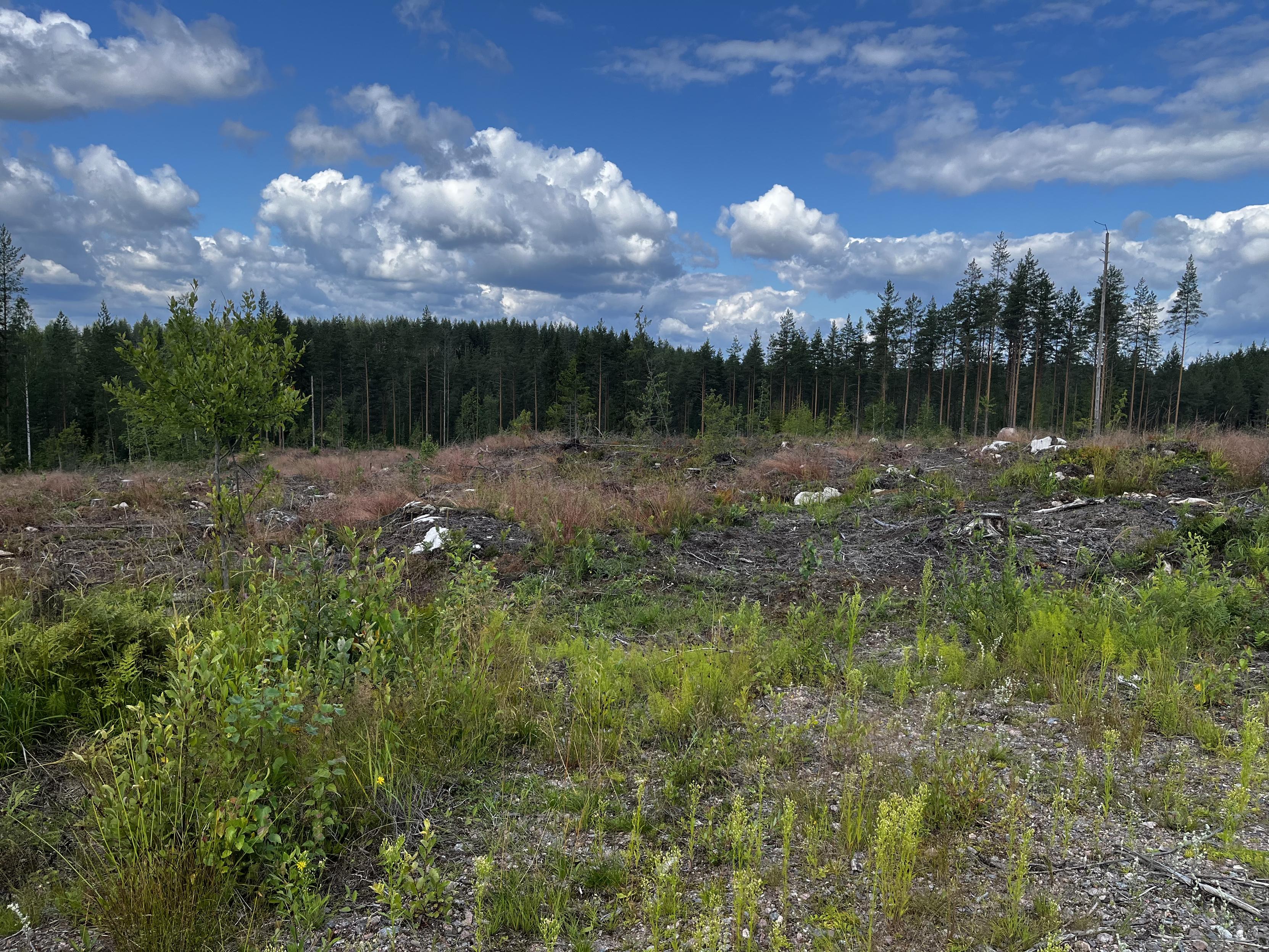 Avohakkuuaukio, taustalla häämöttää jäljelle jäänyttä havumetsää