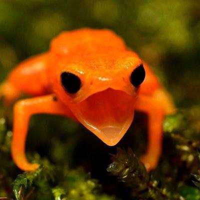 laravista@mastodon.uno