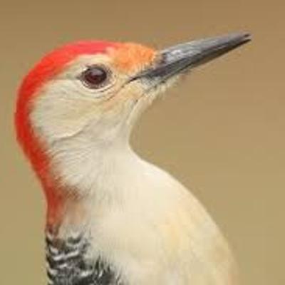 redwoodpecker