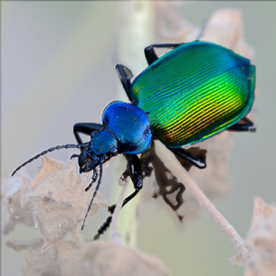 sicofante@mastodon.uno