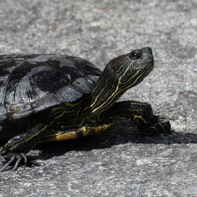 bonophoto3@mastodon.uno