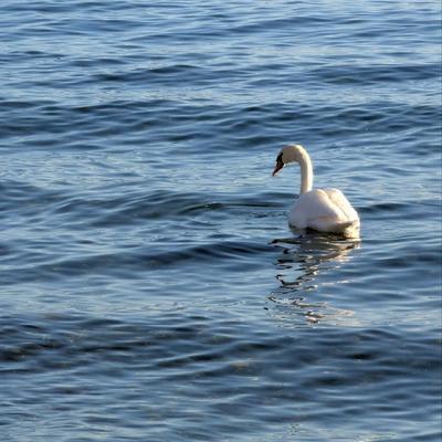 mac_photo@mastodon.uno