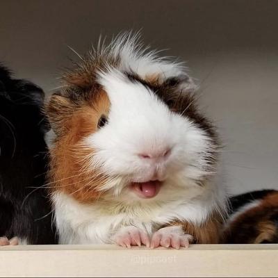 hal7000@mastodon.uno