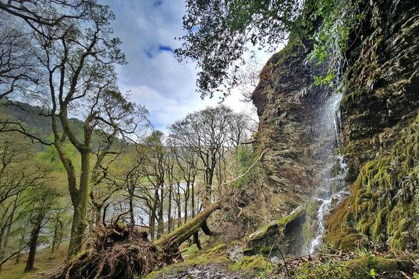 A scenic view of a waterfall cascading down a mossy rock face in a forest, with trees and a cloudy sky in the background. To the left a large tree has fallen, exposing its roots.