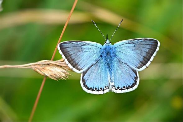 A photo of a blue butterfly resting on grass.