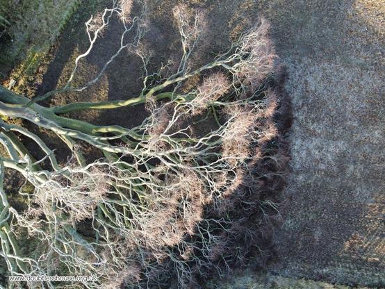 Drone photo of fallen tree