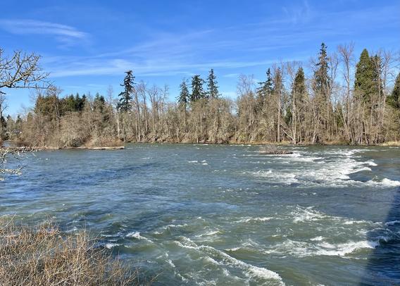 Rapids on the Willamette River fill the frame of this image, taken from the South side of the river, looking North with evergreens and blue skies and wispy clouds in the background.