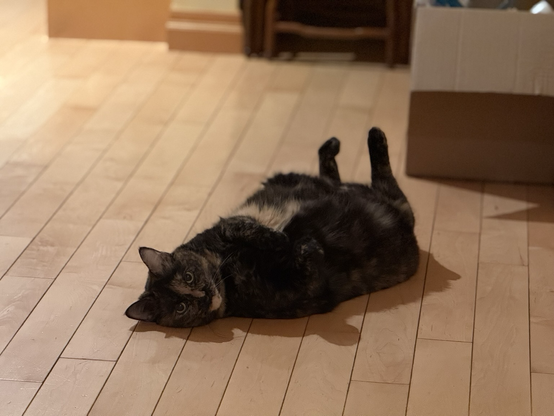 Tortoiseshell cat, lying on her back with her feet in the air.