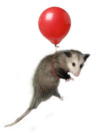 James Williamson’s classic Eleventy possum image (shows a possum being levitated by a small red balloon)