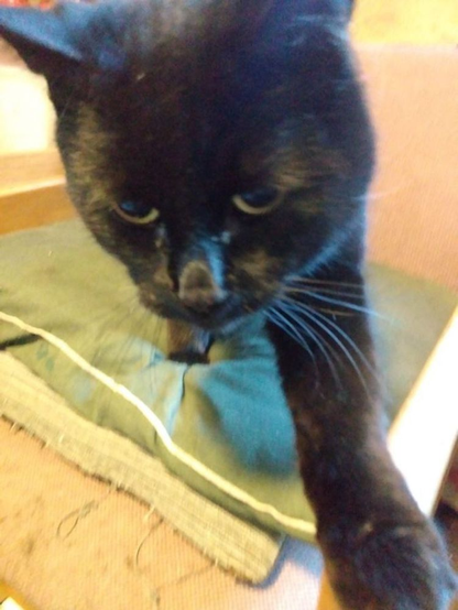 black cat on a chair with a green pillow, coming toward the camera holding out a paw as if to say hello