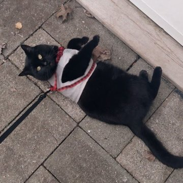 black cat in grey vest with red plaid harness rolling around on a sidewalk and looking up cute.