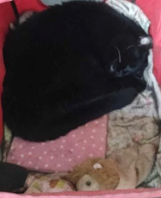 close up of black cat curled up sleeping inside a red kitty carriage on a pink and white pillow topper with a few various small plushies around him