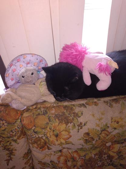 Black cat napping on the back of an old fashioned couch with plushies around and on him.