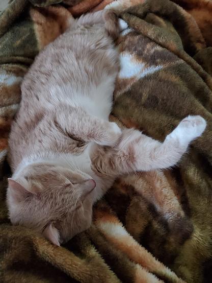 Glimpse of toe bean