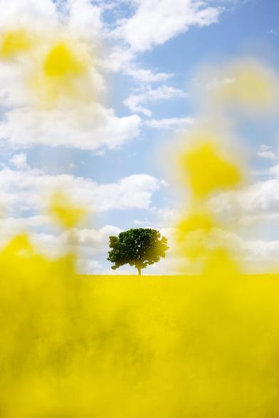 Color. Portrait format. A lonetree stands on a yellow stage of a rape field, framed by bright yellow rape blossoms that appear as blurred dots through the open aperture. The blue cloudy sky gives all this a harmonious finish at the top.