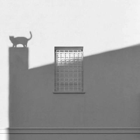 ALT

Sombra de gato