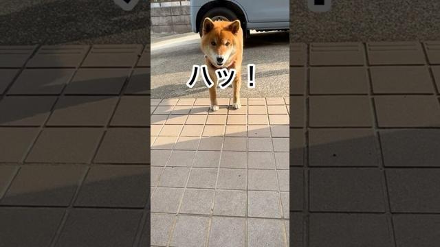 ’25.5.7 力丸のハッ！とハァ！ #柴犬 #柴犬のいる暮らし #柴犬の日常 #遊ぶ犬 #力丸