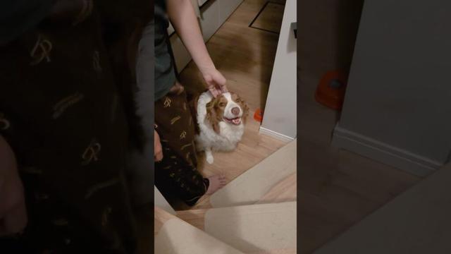 愛犬の様子がなんかおかしいと思ったら...【ボーダーコリー・オーストラリアンシェパード】#shorts