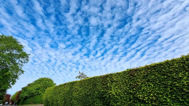 A mackerel sky above a green hedge.