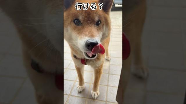 ’25.5.8 力丸のお散歩愛が… #柴犬 #shibainu #柴犬の日常 #柴犬のいる暮らし #お散歩 #カメラ目線 #力丸
