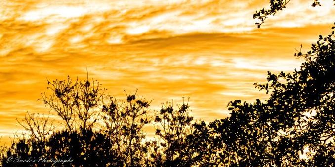Echoes of Light

"The image captures a breathtaking sunset or sunrise, where the sky is painted in rich golden and orange hues. The silhouettes of trees and foliage in the foreground create a striking contrast against the glowing sky, adding depth and drama to the scene. The scattered clouds are illuminated by the sun’s rays, giving them a textured and dynamic appearance.

There’s a serene, almost timeless quality to the image, making it feel peaceful yet powerful. In the bottom left corner, there is a watermark reading "© Swedes Photography", indicating the photographer’s credit." - Copilot