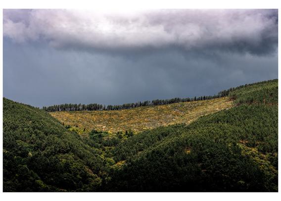 Tormenta a punto de descargar no alto dunha montaña chea de pinos. (galego).
A storm is about to hit the top of a mountain full of pine trees.