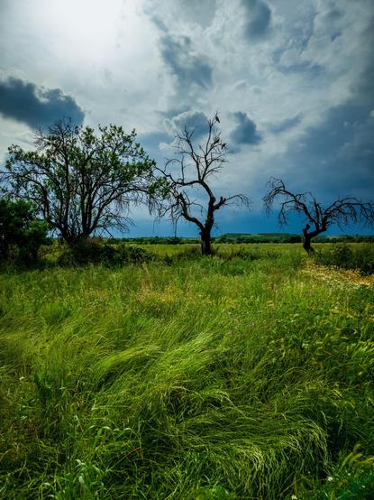 Fotografía vertical donde se ve un campo de grandes hierbas verdes en primer término, tres a árboles a distancia media y sobre ellos un cielo de tormenta.