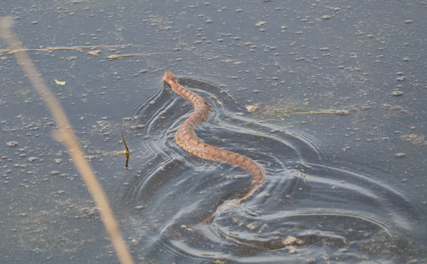 Une vipère aspic (serpent avec une tête en V, une couleur marron rouge et des taches ombres à intervalle régulier) qui nage dans un étang en ondulant.