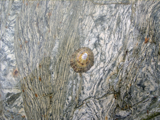 A smooth clean rock surface in a rock pool showing pale and dark banding. There is a large V-shaped fold on the left, with the point of the V at the bottom of the image. A healthy-looking limpet sits on the rock in the centre of the field of view..