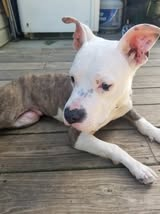 a white faced, grey brindle pit bull lays on a wooden deck. His front legs are frozen at the elbows. His ears are triangular and standing upright in the image.