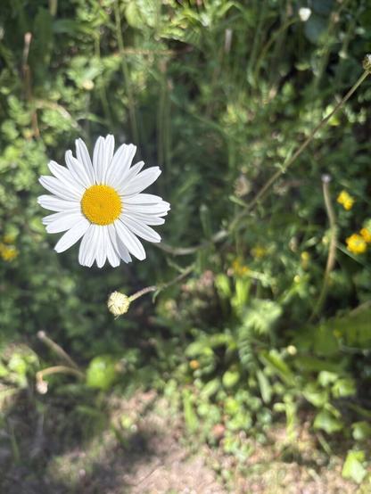 Daisy picture
