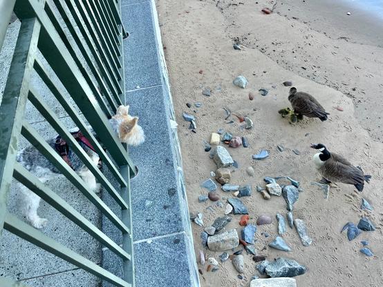 A dog pokes their head between the bars of a fence to look at a family of geese while the father goose quacks disapprovingly.