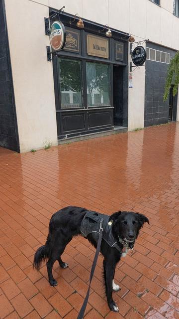 Paddy the Irish mutt standing outside an Irish pub named after his hometown in Spain, looking sad because of the rain and that the pub is closed.