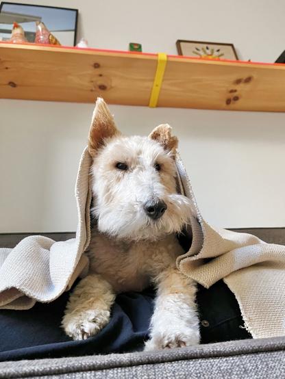 A dog on the couch has a blanket pulled up over their head.