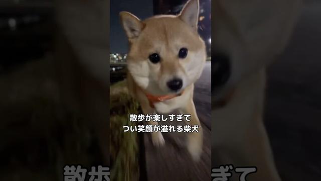 散歩が好きすぎてつい笑顔が溢れてしまう柴犬の散歩の様子 #柴犬 #柴犬のいる暮らし #散歩 #shorts