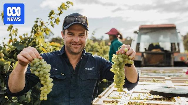 SA's wine industry kicks off early vintage after battling drought and frost