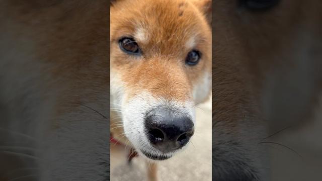 ’25.5.11 看板犬の力丸… #柴犬 #shibainu #柴犬のいる暮らし #柴犬の日常 #看板犬 #カメラ目線 #力丸