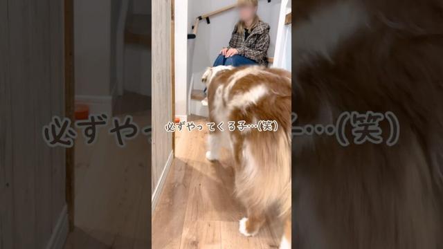 どんなに狭いところでもくっついてくる超甘えん坊の犬が可愛い😂♡【オーストラリアンシェパード・ボーダーコリー】#shorts