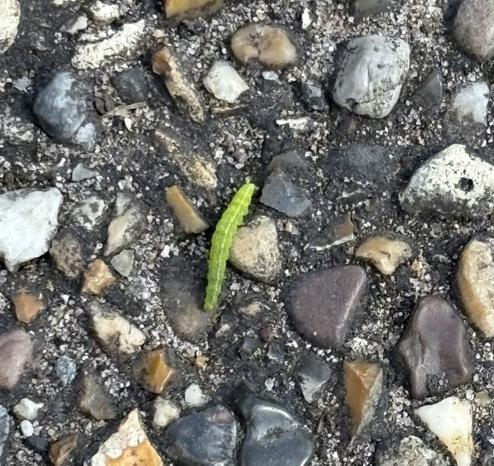 A small caterpillar