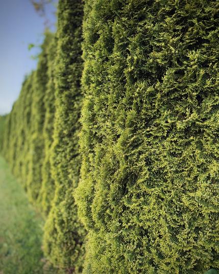A row of tall hedges extends from nearby on frame right off into the distance on frame left under a bright blue morning sky.