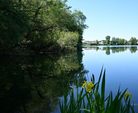 Ein ruhiger See, umgeben von üppigem Grün und ein paar Häusern im Hintergrund. Gelbe Blüten sind im Vordergrund sichtbar. Das Drumherum spiegelt sich im See. Der blaue Himmel ist klar.