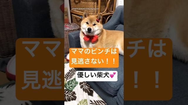ママが大好き‼️すぐ駆けつける柴犬が優しい💕　#柴犬　#犬　#かわいい犬  #柴犬のいる暮らし #かわいい