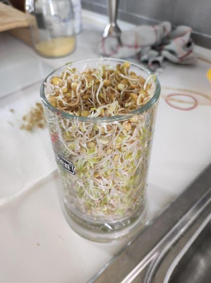 Bicchiere di vetro pieno di microgreen di lenticchie