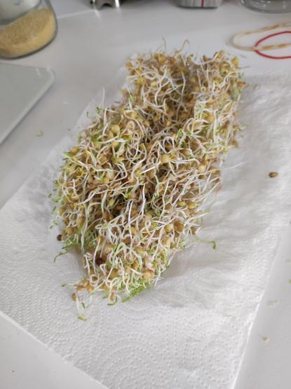 Tovagliolo pieno di microgreen di lenticchie